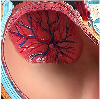 人体模型 解剖モデル　女性骨盤胎児モデル妊娠 9 ヶ月胎児 Amazon.co.jp: 人体模型 人間の女性の骨盤セクション妊娠解剖